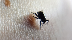 Trigonopterus