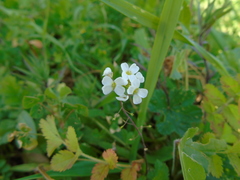Capsella grandiflora