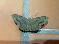 Hemeroblemma malitiosa