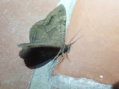 Hemeroblemma malitiosa