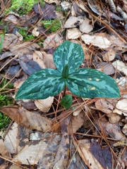 Trillium ludovicianum