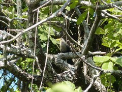 Ceuthmochares australis