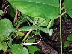 Hierodula mindanensis