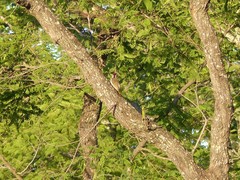 Campethera scriptoricauda