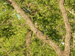 Campethera scriptoricauda