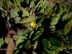 Glottiphyllum longum