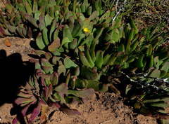 Glottiphyllum longum