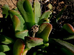 Glottiphyllum longum