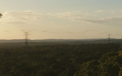 Nyctinomops laticaudatus