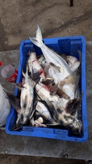 Callorhinchus callorynchus