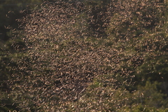 Nyctinomops laticaudatus