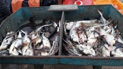 Callorhinchus callorynchus