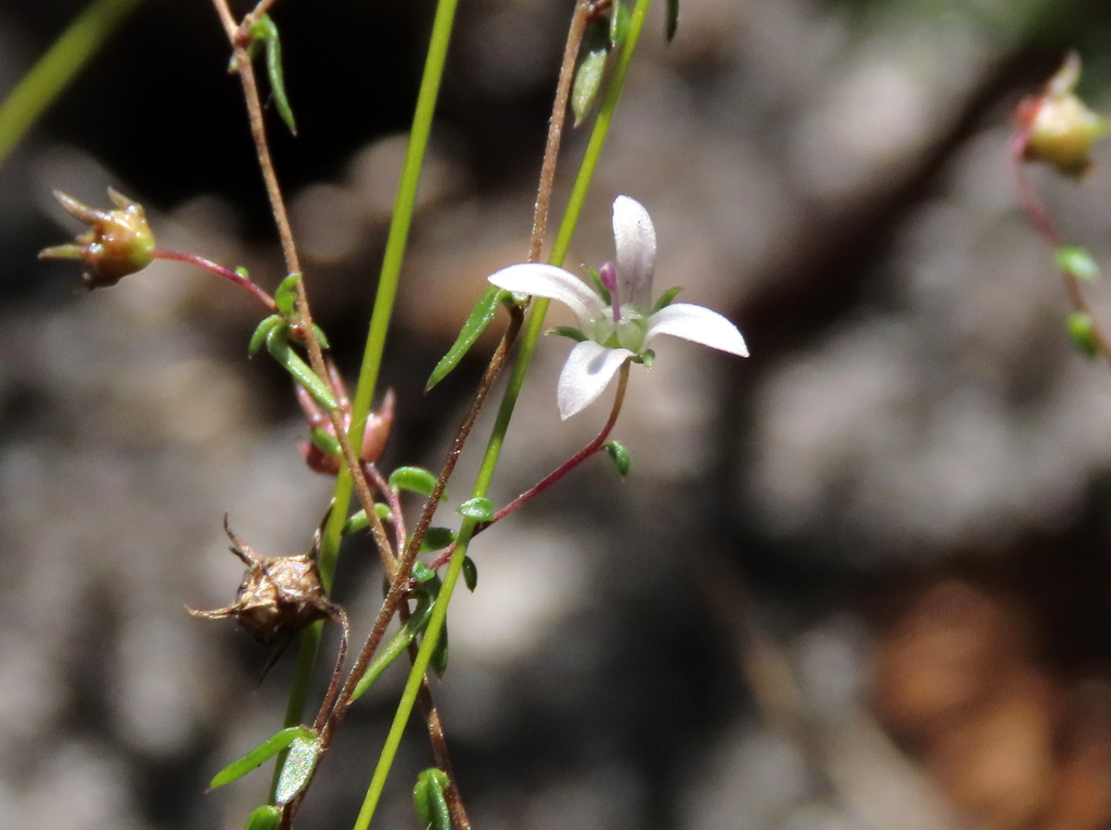 Wahlenbergia parvifolia