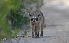 Procyon pygmaeus