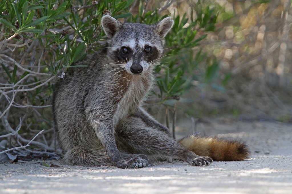 Mapache de Cozumel (Procyon pygmaeus) · NaturaLista Colombia