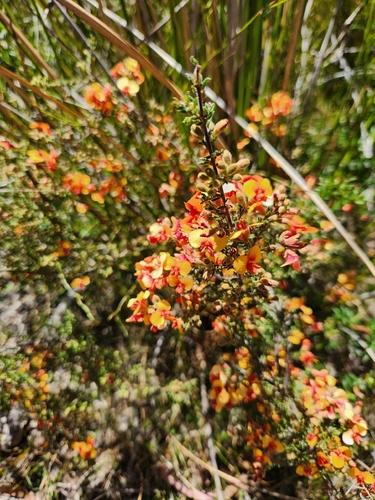 small-leaf parrot-pea (Dillwynia phylicoides)