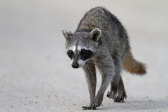 Procyon pygmaeus