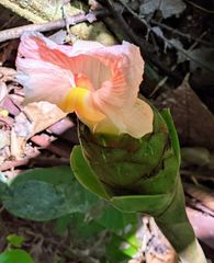 Costus acreanus