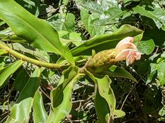 Costus acreanus
