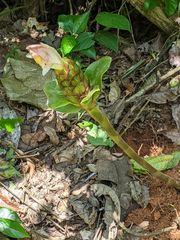 Costus acreanus
