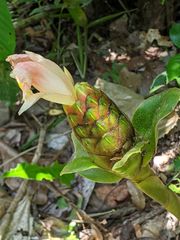 Costus acreanus