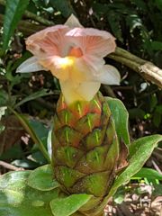 Costus acreanus