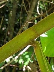 Costus acreanus