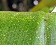 Costus acreanus
