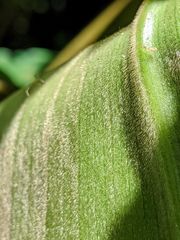 Costus acreanus