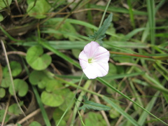 Convolvulus erubescens