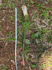 Costus acreanus