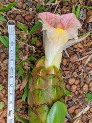 Costus acreanus