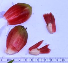 Costus acreanus