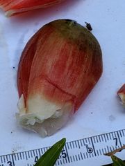 Costus acreanus