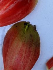 Costus acreanus