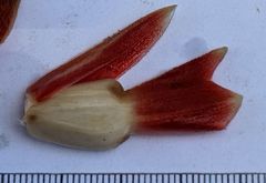 Costus acreanus