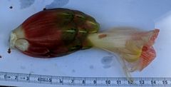 Costus acreanus