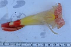 Costus acreanus