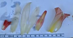 Costus acreanus