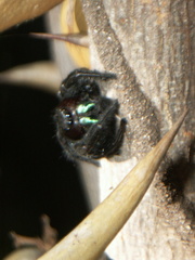 Phidippus bidentatus