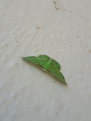 Dichorda illustraria