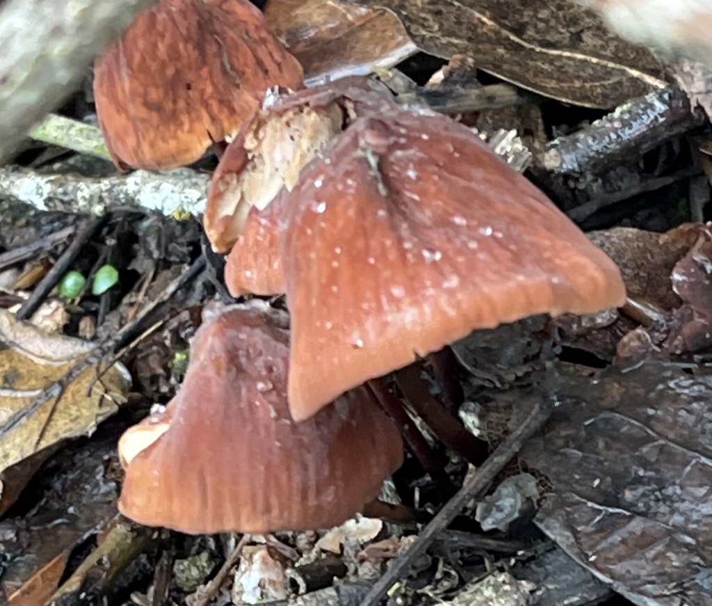 Marasmius plicatulus · December 2025 · photo: © joqatana (iNaturalist, cc-by)