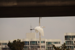 Ardea alba alba
