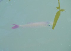 Scarlettail Chalceus photo 3