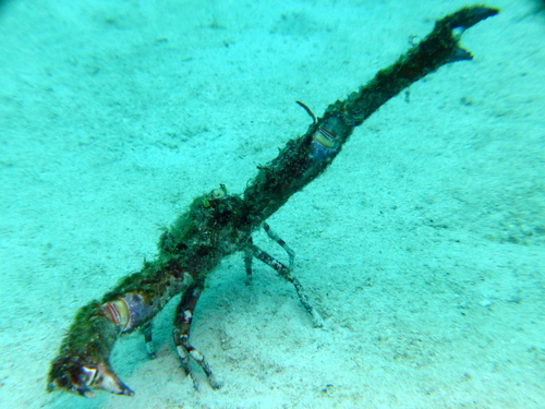 Giant Elbow Crab (Rhinolambrus contrarius)