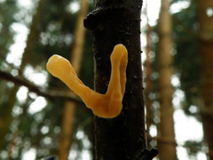 Macrotyphula contorta