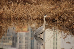 Ardea cinerea