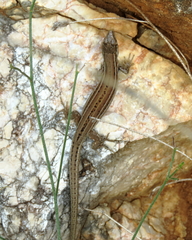 Podarcis melisellensis