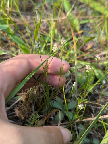 Whorled Milkwort (Senega verticillata)