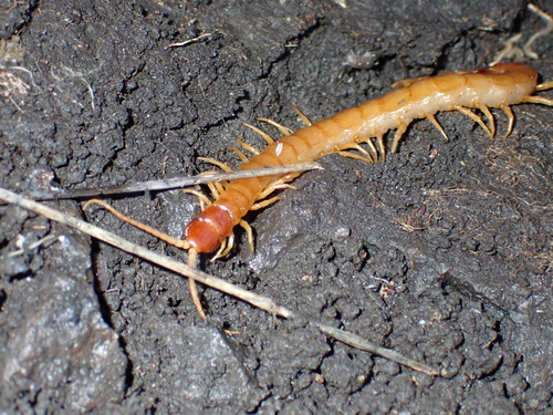 Western Fire Centipede